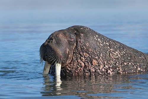 Norway, Svalbard. Close-up of male walrus in ocean. Animals Print